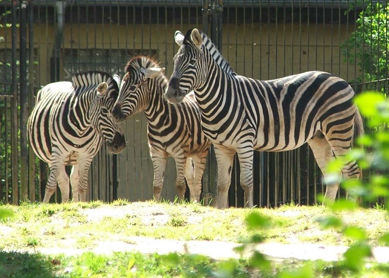 Zebras at Rostock Zoo (photo by Euro-t-guide.com -CC BY-SA 3.0)