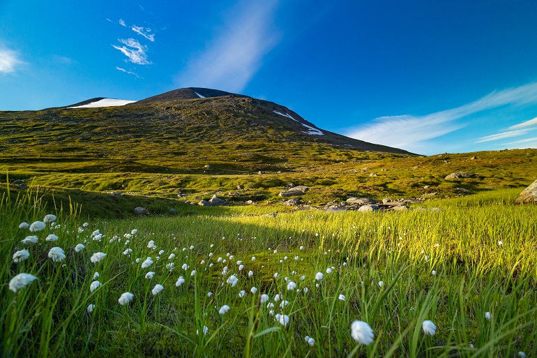 A beautiful white cotton-grass growing in the Sarek National Park (© Dachux21 | Dreamstime.com)