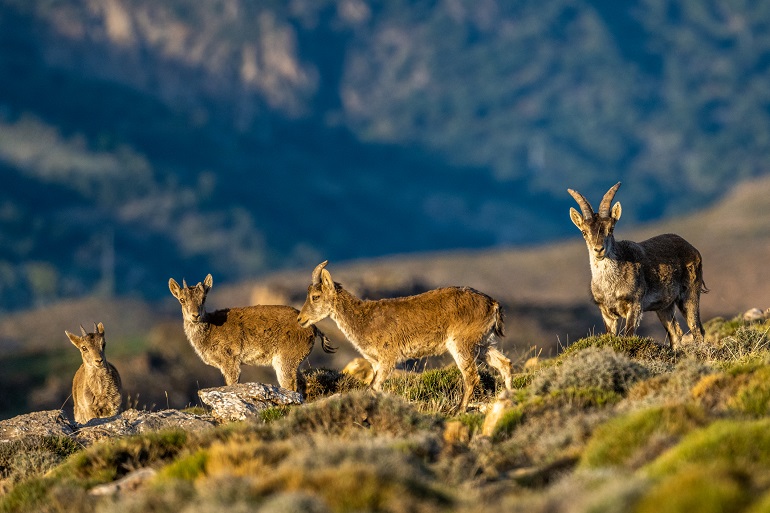 Iberian ibexes, Sierra Nevada National Park (© Szymon Bartosz | Dreamstime.com)