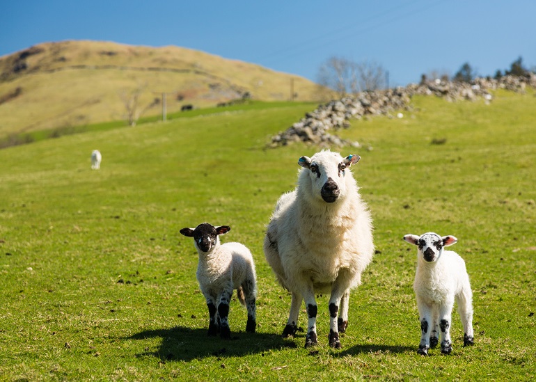 Sheep and lambs, Snowdonia National Park (© Steveheap | Dreamstime.com)