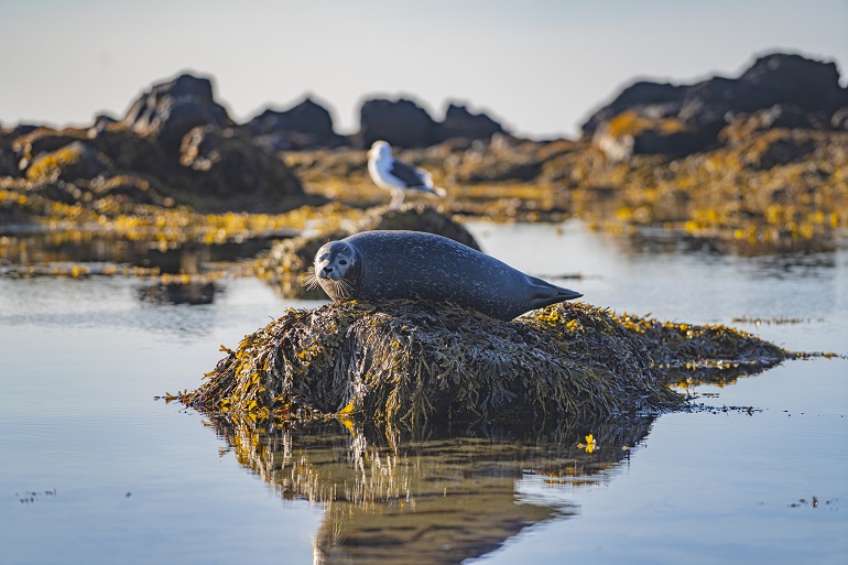 Wild seal in Snæfellsjökull National Park (© Zimu Liu | Dreamstime.com)
