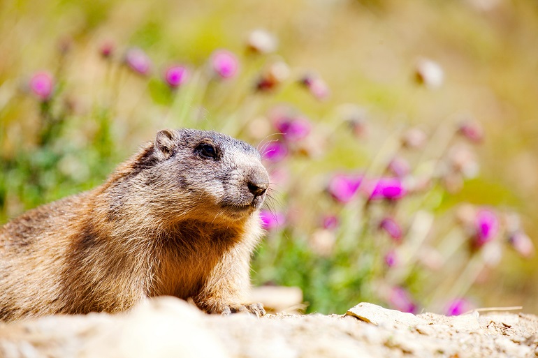 Marmot, Stelvio National Park (© Rebaisilvano | Dreamstime.com)