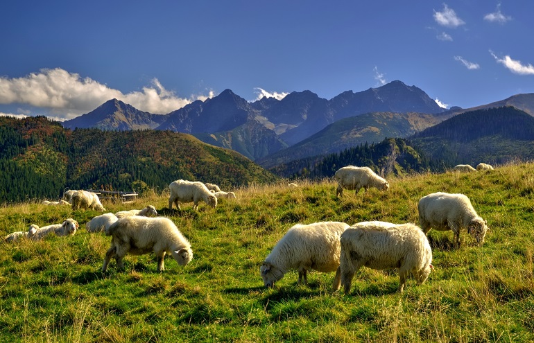 Sheep on a beautiful mountain meadow, Tatra National Park (© Natureactiv | Dreamstime.com)