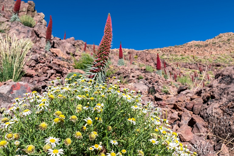 Close up view on a field of red flowers Tajinaste and white common daisies, Teide National Park (© Christopher Moswitzer | Dreamstime.com)