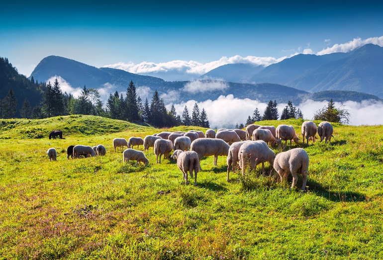Sheep on alpine pasture, Triglav National Park (© Jojjik | Dreamstime.com)