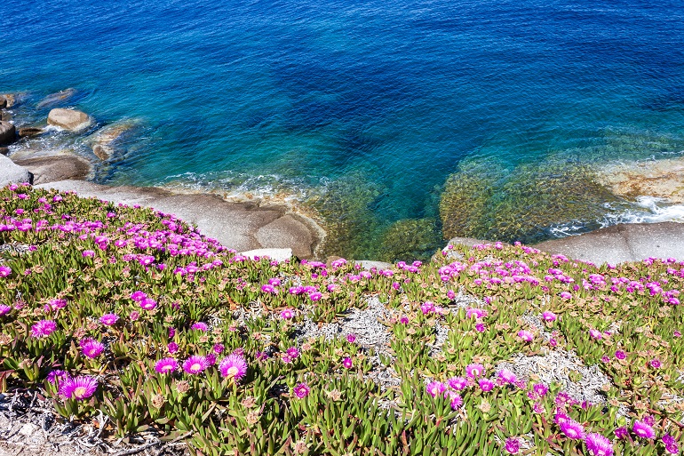 Fuchsia flowering of the Hottentot figs at Capo Sant Andrea, Tuscan Archipelago National Park (© Xiaoma | Dreamstime.com)