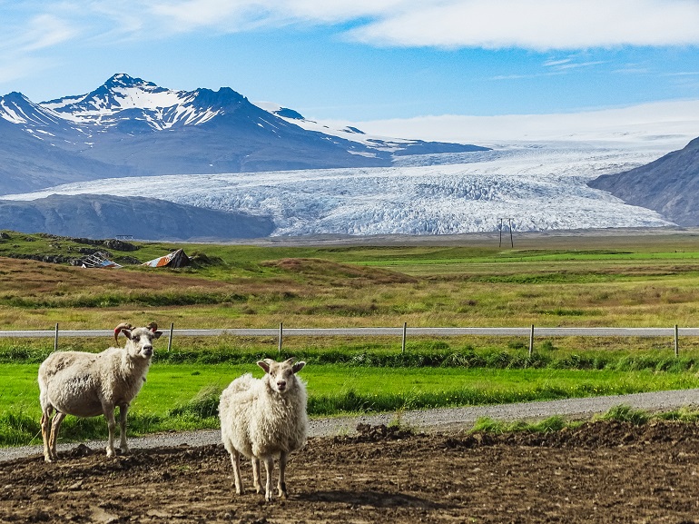Sheep with Vatnajökull glacier in background, Vatnajökull National Park (© Michael Zech | Dreamstime.com)