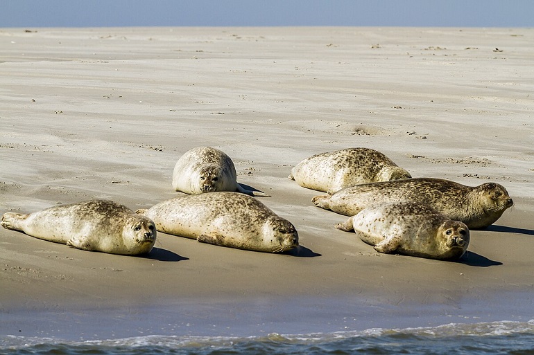 Seals, Wadden Sea National Park (photo by Nationalparkwattenmeersh - CC BY-SA 4.0)