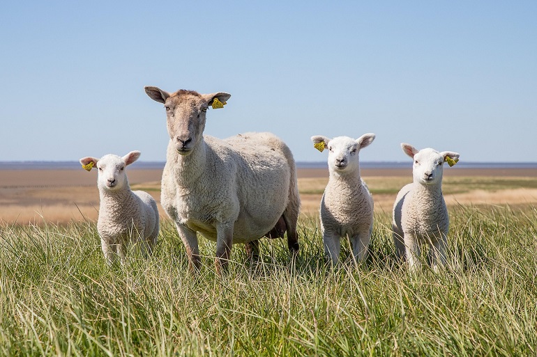 Sheep and lamb, Wadden Sea National Park (photo by Knud Erik Vinding from Pixabay)