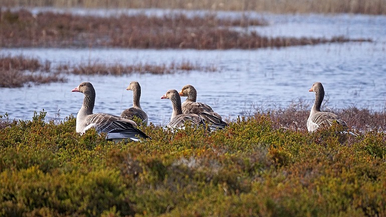 Greylag geese on Norderney, Wadden Sea National Park (photo by Jürgen Hamann - CC BY-SA 4.0)