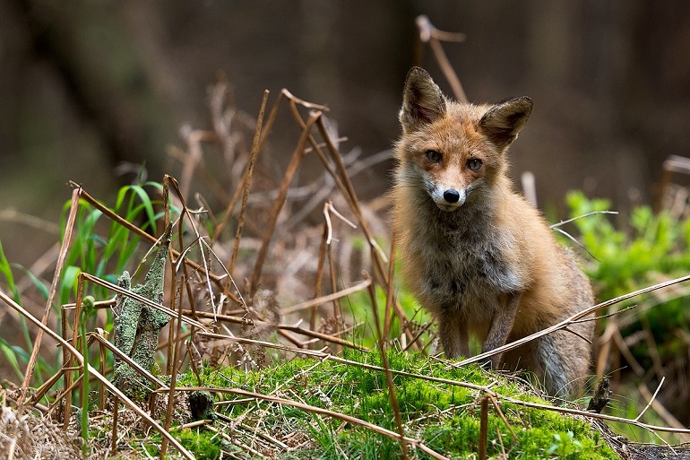 Red fox at the Western Pomerania Lagoon Area National Park (photo by Galanalag - CC BY-SA 4.0)