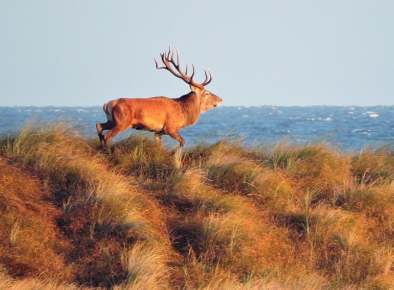 Red deer at the Western Pomerania Lagoon Area National Park (photo by Frank Narkus - CC BY-SA 3.0)