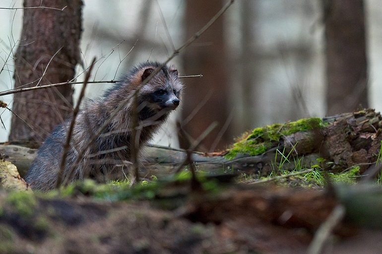 A raccoon dog (Nyctereutes procyonoides) at his burrow in the Western Pomerania Lagoon Area National Park (photo by Galanalag - CC BY-SA 4.0)