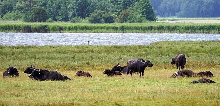 Water buffaloes at Prerow Strom, Bodstedter Bodden lagoon, Western Pomerania Lagoon Area National Park (photo by Jürgen Hamann - CC BY-SA 4.0)