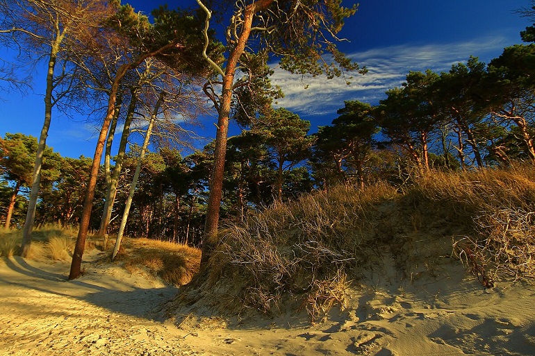 Dunes at Weststrand Darß, Western Pomerania Lagoon Area National Park (photo by Nature moments - CC BY-SA 3.0)