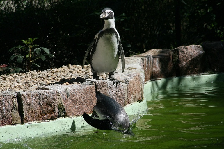Penguins at Zittau Zoo (photo by modi74 from Pixabay)