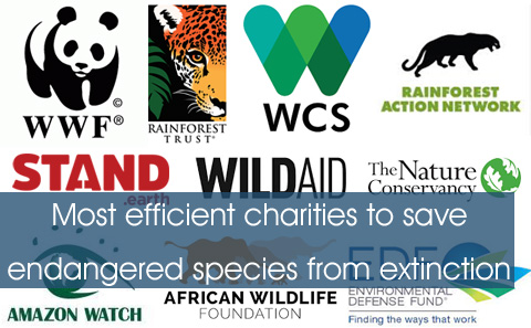 Best charities to save animal & plant species from extinction