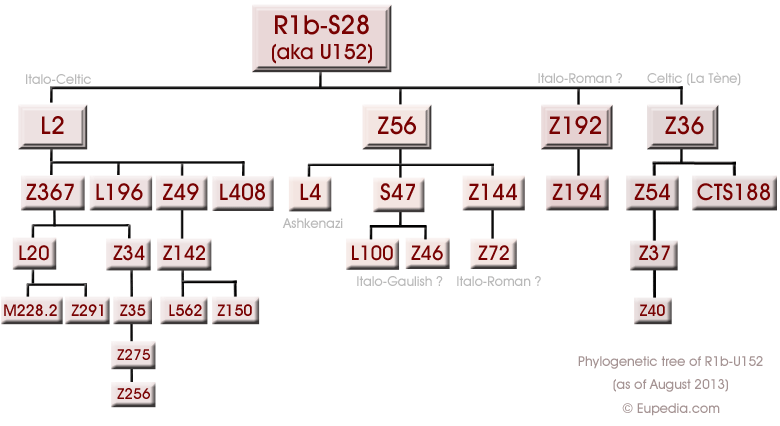 R1b-S28-tree.png