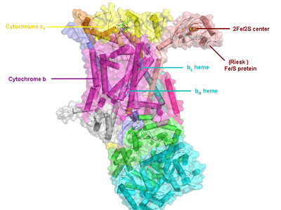 MT-CYB mutations define many mt-haplogroups