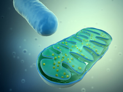 Diseases associated with mtDNA mutations
